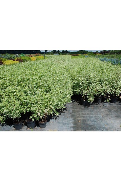 Дерен білий Елегантіссіма 